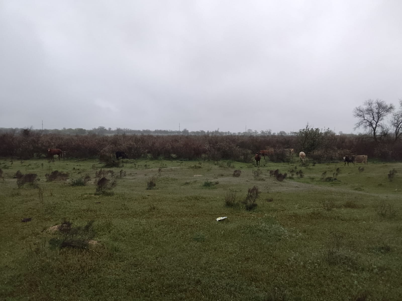Земельный участок, площадь 500 кв. м., кадастровый №: 05:50:000009:198, земли населенных пунктов, местоположение: Республика Дагестан, Кумторкалинский район (должник Кубасаев К. М.)